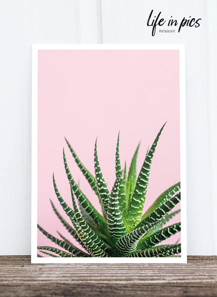 Bild 1 von Foto-Postkarte: Aloe blush