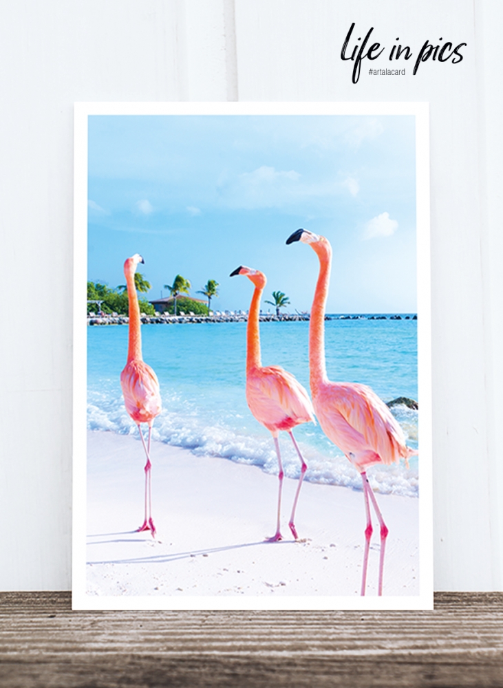 Bild 1 von Foto-Postkarte: Flamingo