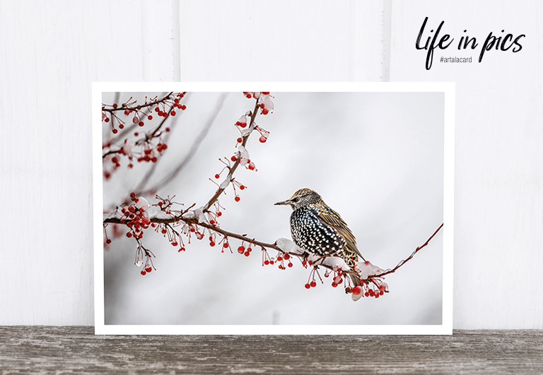 Bild 1 von Foto-Postkarte: Bird with berries