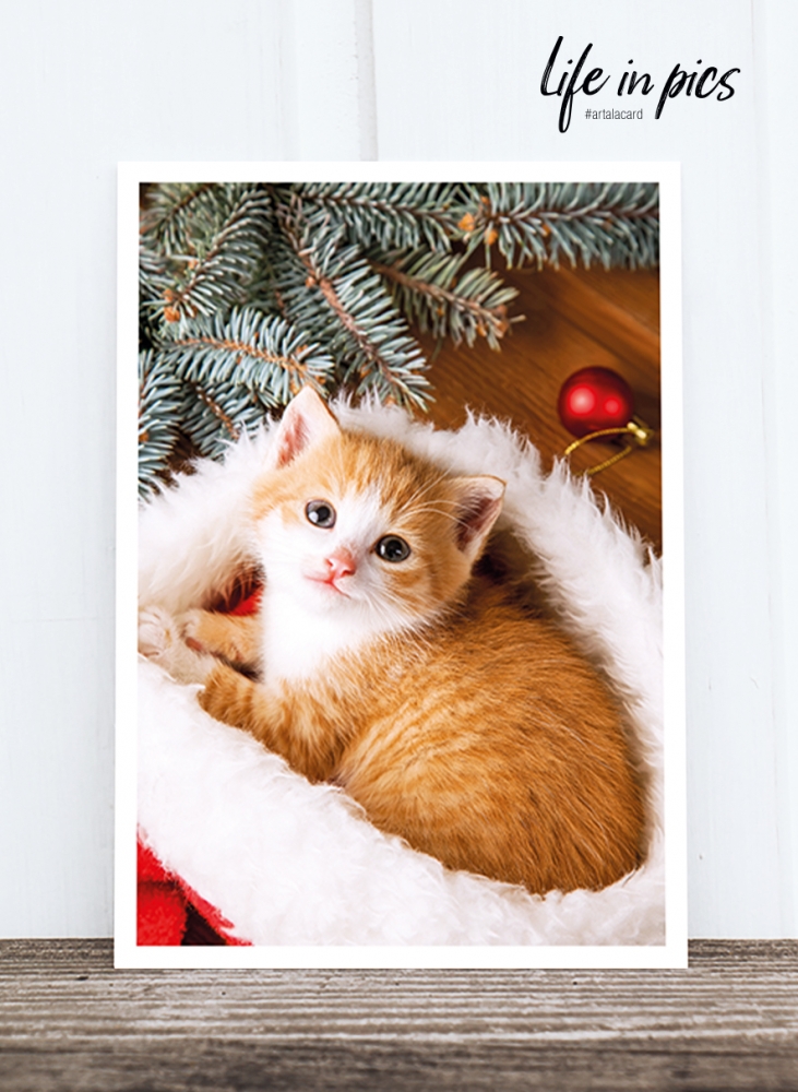 Bild 1 von Foto-Postkarte: Christmas cat