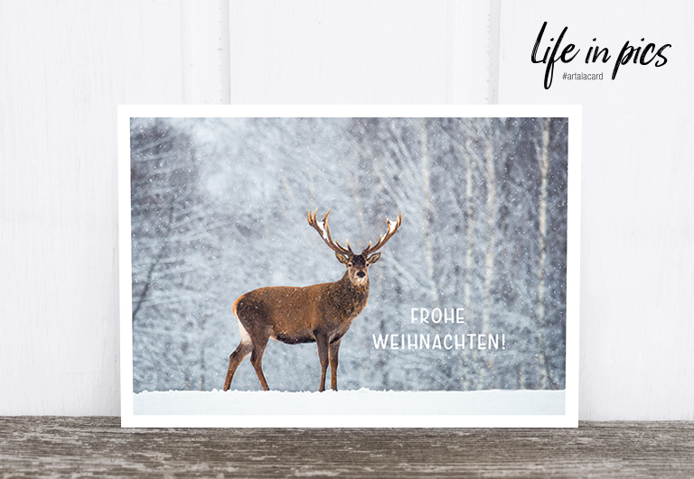 Bild 1 von Foto-Postkarte: Deer with snow