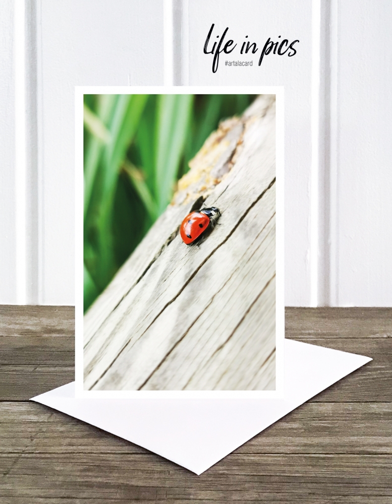 Bild 1 von Foto-Klappkarte: Ladybug