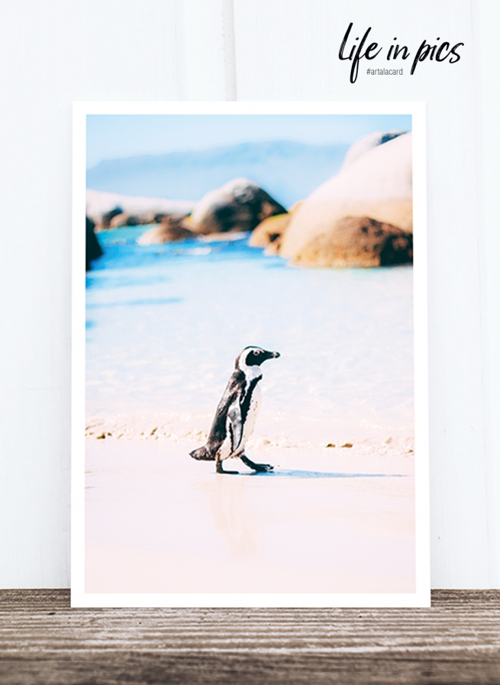 Bild 1 von Foto-Postkarte: Penguin
