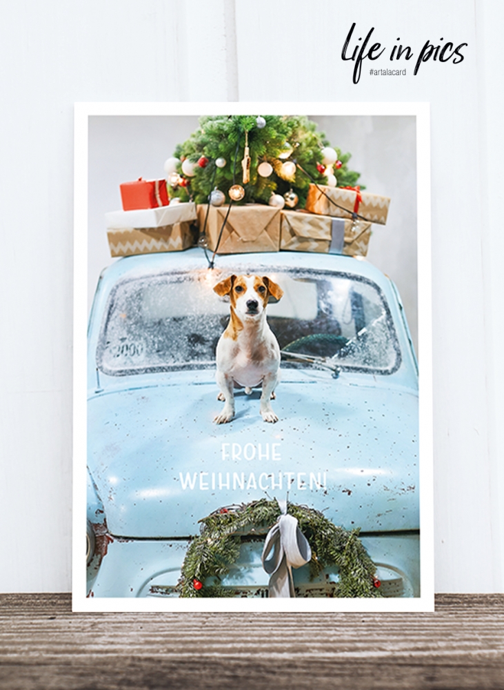 Bild 1 von Foto-Postkarte: Dog on car