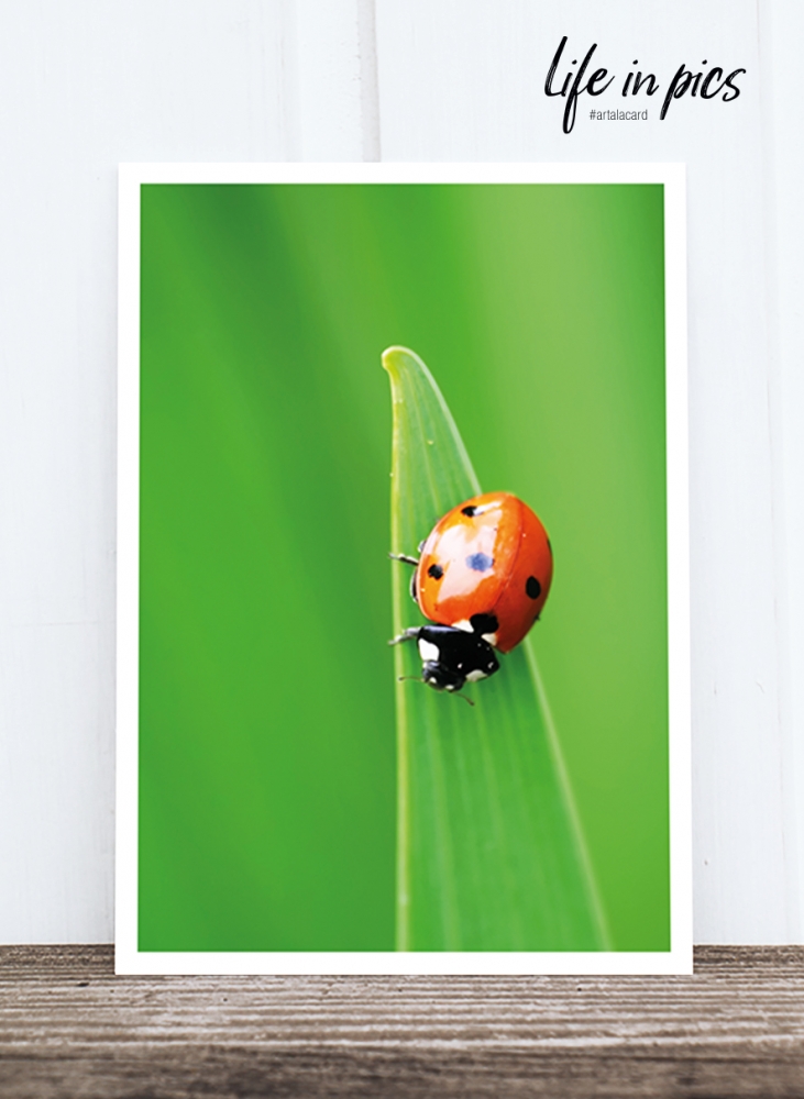 Bild 1 von Foto-Postkarte: Ladybug