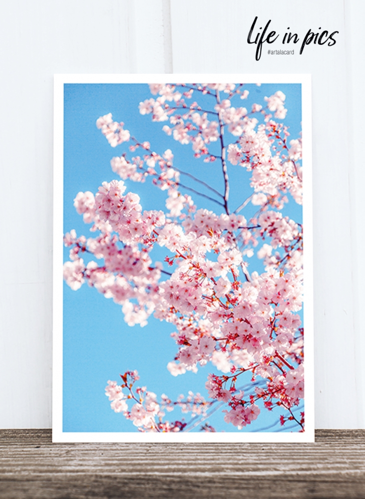 Bild 1 von Foto-Postkarte: Cherry flowers