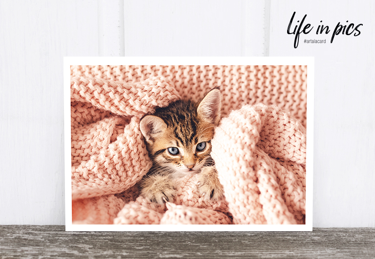Bild 1 von Foto-Postkarte: Kitten with blanket