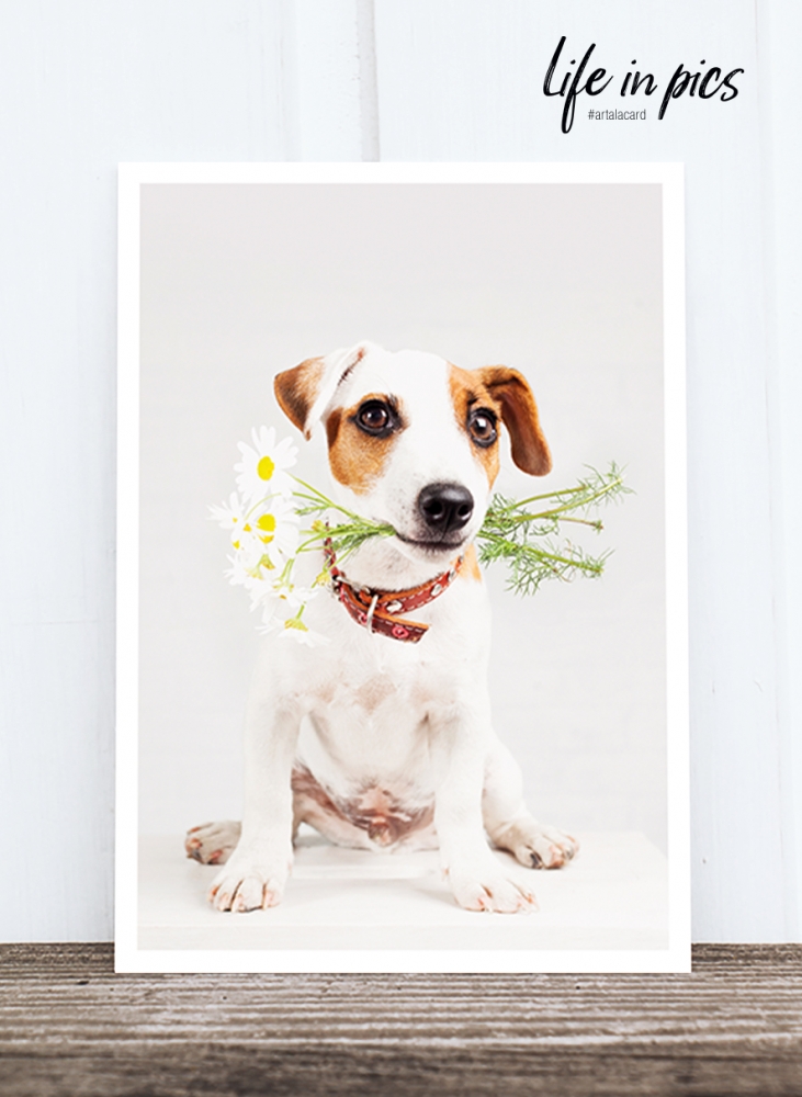 Bild 1 von Foto-Postkarte: Daisy dog