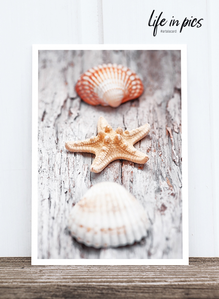Bild 1 von Foto-Postkarte: Shells
