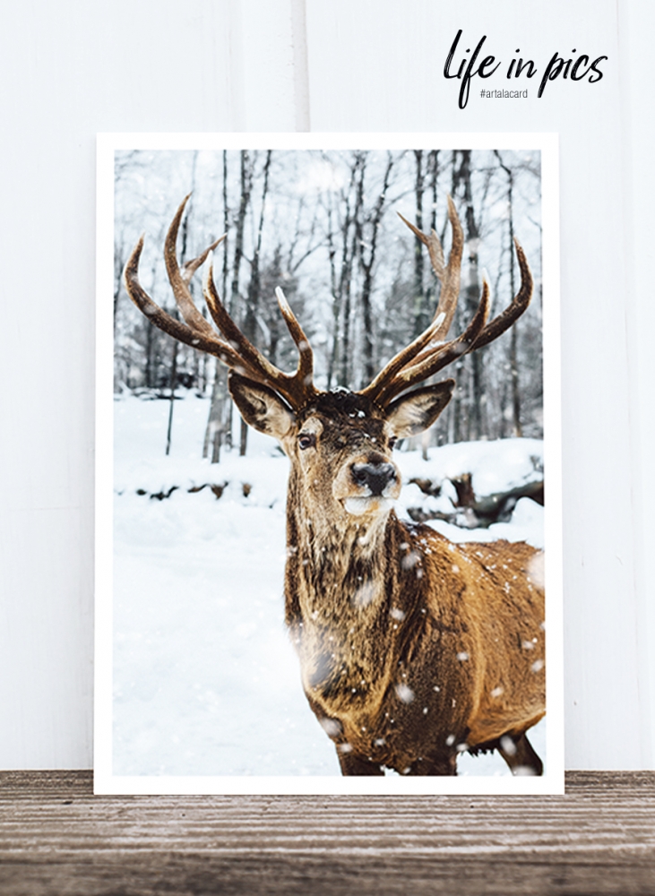 Bild 1 von Foto-Postkarte: Deer