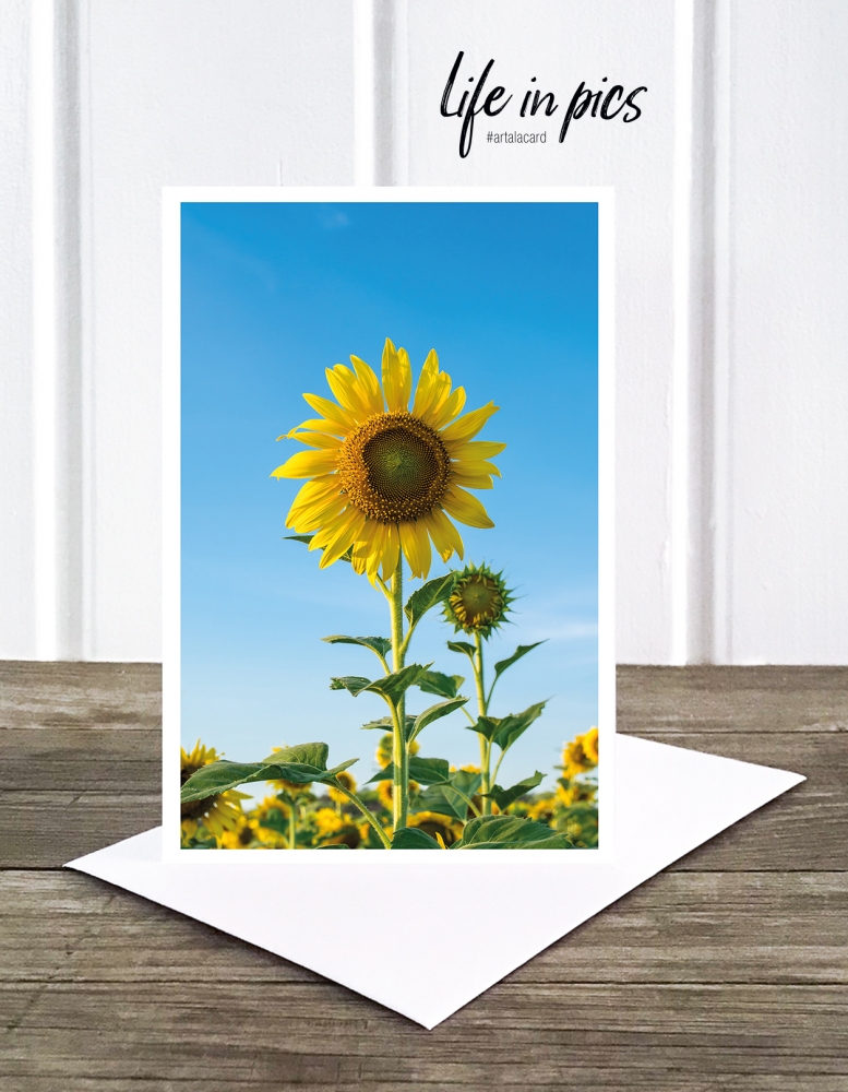 Bild 1 von Foto-Klappkarte: Sunflower