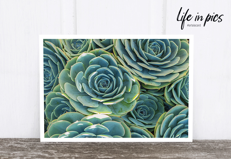 Bild 1 von Foto-Postkarte: Succulents
