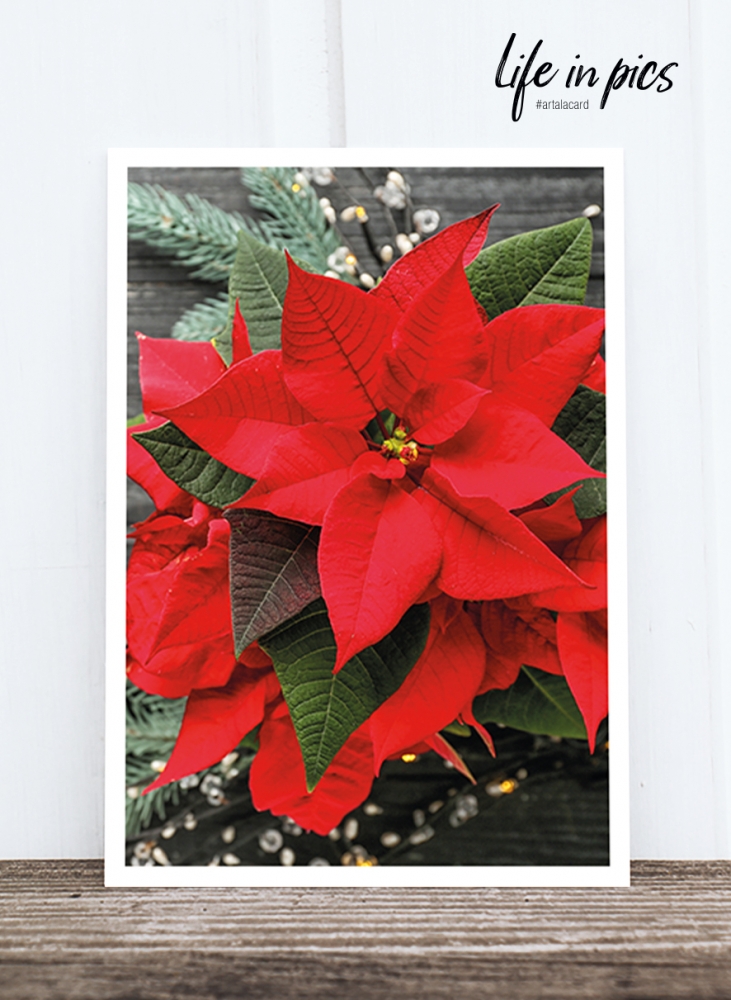 Bild 1 von Foto-Postkarte: Christmas star