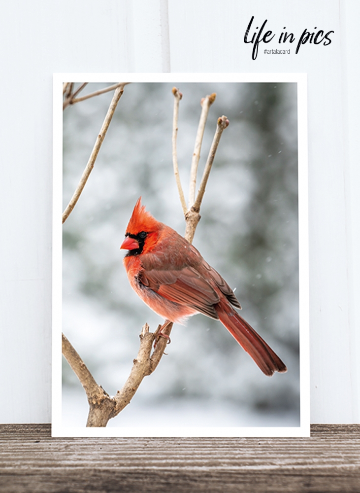 Bild 1 von Foto-Postkarte: Cardinal