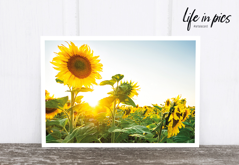 Bild 1 von Foto-Postkarte: Sun flowers