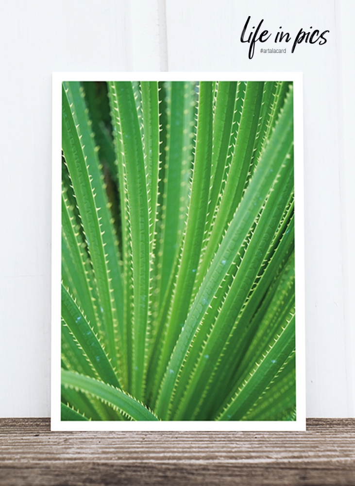 Bild 1 von Foto-Postkarte: Aloe 