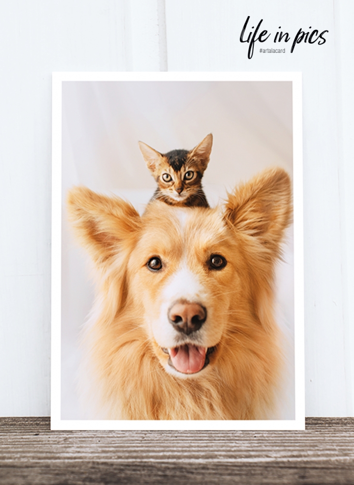 Bild 1 von Foto-Postkarte: Cat and dog