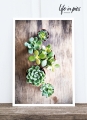 Foto-Postkarte: Mini sucullents