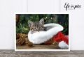 Foto-Postkarte: Kitten in red hat