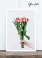 Foto-Postkarte: Tulip