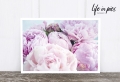 Foto-Postkarte: Peony