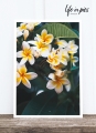 Foto-Postkarte: Frangipani