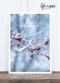 Foto-Postkarte: Winter berries