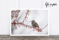Foto-Postkarte: Bird with berries