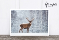 Foto-Postkarte: Deer with snow