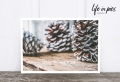 Foto-Postkarte: Pinecone on wood