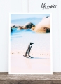 Foto-Postkarte: Penguin