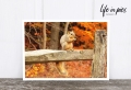 Foto-Postkarte: Squirrel