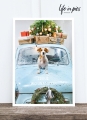 Foto-Postkarte: Dog on car