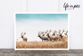 Foto-Postkarte: Leader deer