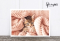 Foto-Postkarte: Kitten with blanket