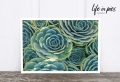 Foto-Postkarte: Succulents