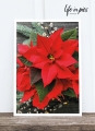 Foto-Postkarte: Christmas star