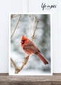 Foto-Postkarte: Cardinal
