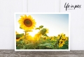 Foto-Postkarte: Sun flowers